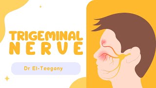 Trigeminal nerve  Anatomy  NRS [upl. by Mikaela]