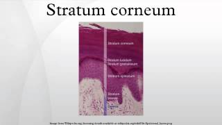 Stratum corneum [upl. by Salena263]