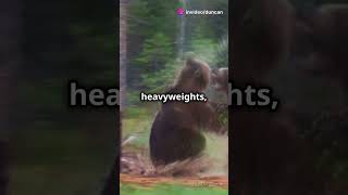 Brown Bear vs Black Bear Key Differences [upl. by Ardnuek25]