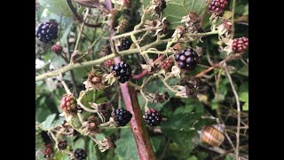 Into autumn with blackberries [upl. by Gearhart]