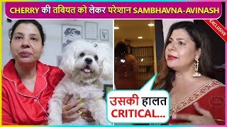 Sambhavna amp Avinash Worried For Their Dog Cherry Says Uski Halat Critical [upl. by Nillek]