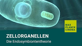 Zellorganellen  Die Endosymbiontentheorie [upl. by Lexi]