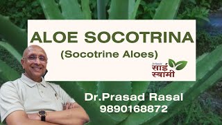 My Experiences with Aloe Socotrina [upl. by Quirita]