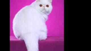 The Exotic Shorthair  An Informational Video [upl. by Casilda]