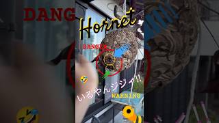 hornet wasp danger warning subscribe thankyou www funny prank challenge [upl. by Hospers]