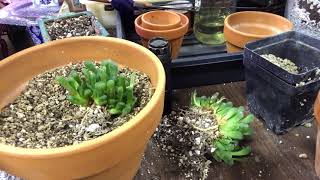 Repotting Haworthia Cooperi TruncataRoot Health Discussion [upl. by Nonnaihr]