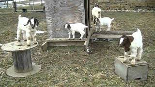 Goat Kids Playing On A Wooden Spool and Box [upl. by Atteve319]