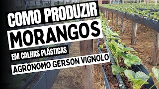 Aprenda como cultivar morangos em calhas [upl. by Laws]