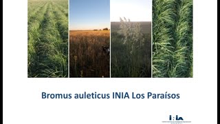 Reintroducción del Paspalum y Bromus [upl. by Yelkrab]