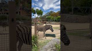 Taronga Zoo  Zebra and Emu ￼ [upl. by Kiyohara]