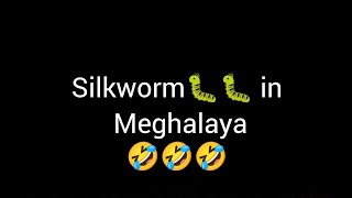 Silkworm in Khasi 🐛🐛 Shillong Meghalaya 🤣🤣🤣 khasi khasinews [upl. by Nairahcaz408]