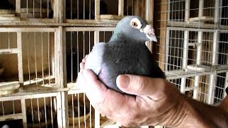 long distance racing pigeons by Joe Richir  Racing Pigeon [upl. by Agem]