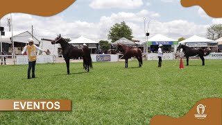 PRIMEIROS JULGAMENTOS DE PROGÊNIE  CBM PICADA [upl. by Ramgad]