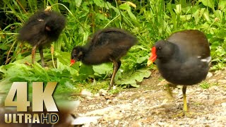 Feeding Ducks in the Morning  Moorhen Chicks Baby Coots Mallards  Nature Relaxation Video [upl. by Ydarg]