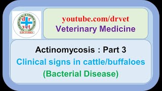 Actinomycosis Part 3  Clinical signs in cattle [upl. by Atinreb]