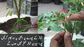 tomato plant secret growing tipswinter vegetable plant [upl. by Greenstein538]