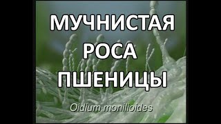 Настоящая мучнистая роса пшеницы Erysiphe graminis f sp tritici [upl. by Cicenia]