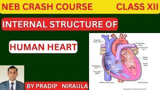 INTERNAL STRUCTURE OF HUMAN HEART II CLASS 12 II ZOOLOGY II NEB II CEE II PRADIP NIRAULA [upl. by Ayanet]