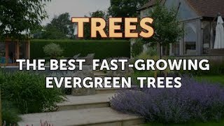 The Best FastGrowing Evergreen Trees [upl. by Broida]