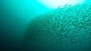 School of Longjawed Mackerel [upl. by Enedan]