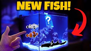 NEW FISH For The 20G SALTWATER AQUARIUM Beginners guide 🐠 [upl. by Cowan680]