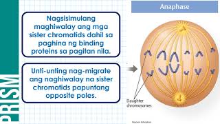 Ano ang Mitosis [upl. by Bonnie]