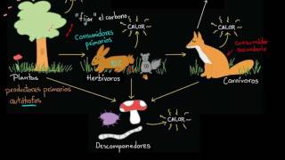 Flujo de energía y materia a través de los ecosistemas  Biología  Khan Academy en Español [upl. by Itoc]