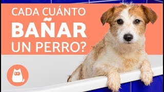 ¿Cada cuánto se debe bañar a un perro [upl. by Else]