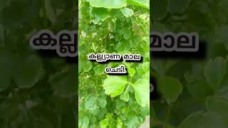 കല്ല്യാണ മാല song music tamil tamilsong gardening keralagarden garden [upl. by Seeto]