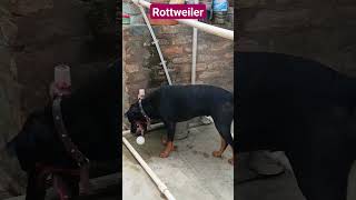 Rottweiler versus Pitbullviraltrendingshortsvideonamitaologyytshortsyoutubeshorts [upl. by Denison863]