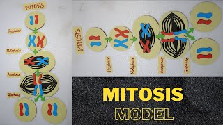 Mitosis Cell Division Model  Phases of mitosis  cell divisionl  How to make Cell division Model [upl. by Enyrehtak]