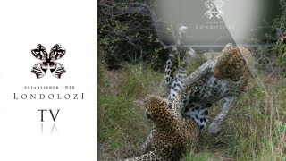 Impressive Mating Leopards  Londolozi TV [upl. by Arriaes394]