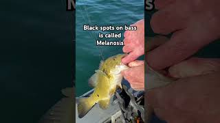 Black spots on bass is called melanosis fishing melanosis [upl. by Lavona]