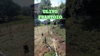 Ulivo Frantoio nellorto gardengardeningagriculturenaturefarmingfoodnaturalvegetableshorts [upl. by Lau]