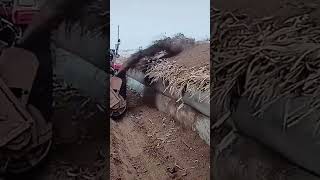 Farmer covering yam with soil for storage in winter [upl. by Akemaj]