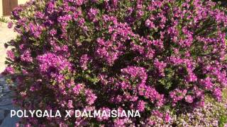 Polygala x dalmaisiana Garden Center online Costa Brava  Girona [upl. by Lindell]