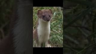 Wild playing of young stoats wildlife nature shorts [upl. by Aribold]