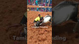 ஆத்தாடி shortstrendingjallikattu [upl. by Celene]