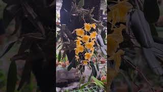 Dendrobium lindleyi 덴드로비움린들레이 8송이중첫송이개화 2송이지고2차개화중 2024년 7월 19일 [upl. by Rodolph]