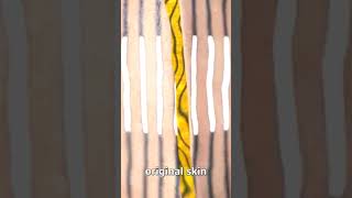 Collagen fibers works shorts facts ytshorts 3danimation science inspiration [upl. by Trammel234]