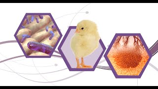 Mycotoxins in Poultry Risks and Prevention [upl. by Haridan]