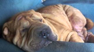 Chance  Rangers Adopted Shar Pei Brother SleepingDreaming [upl. by Vite]