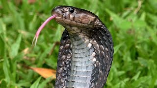 Equatorial Black Spitting Cobra Singapore Nature 2020 [upl. by Lytle803]