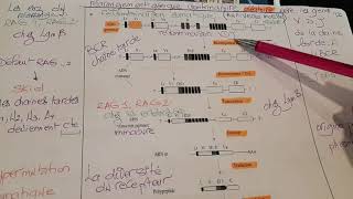 Immunologie polymorphisme la recombinaison somatique au niveau de la moelle osseuse [upl. by Haswell]