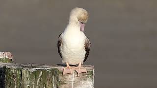 Redfooted Booby at Fort Worden [upl. by Ylnevaeh694]