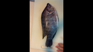 TAIWAN TILAPIA CLEANING amp CUTTING asmr fish fishcleaning fishcutting taiwantilapia tilapia [upl. by Oribelle234]