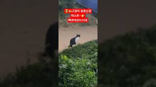 😎🐈고양이 청각 신경 테스트👍💟 [upl. by Rodmann]