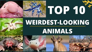 TOP 10 WEIRDEST LOOKING ANIMALS [upl. by Bywoods794]