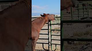 Sundance is enjoying a belly scratch gvhr horserescue equestrian [upl. by Nobie]