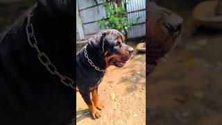 Rottweiler vs Pittbull fight 🔥😈 trending shorts viralshorts reels tiktok youtubeshorts dog [upl. by Garling]